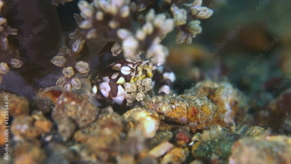 Harlequin Swimming Crab. Portunidae, Lissocarcinus laevis. Close up Harlequin Swimming Crab. Portunidae, Lissocarcinus laevis. Close up