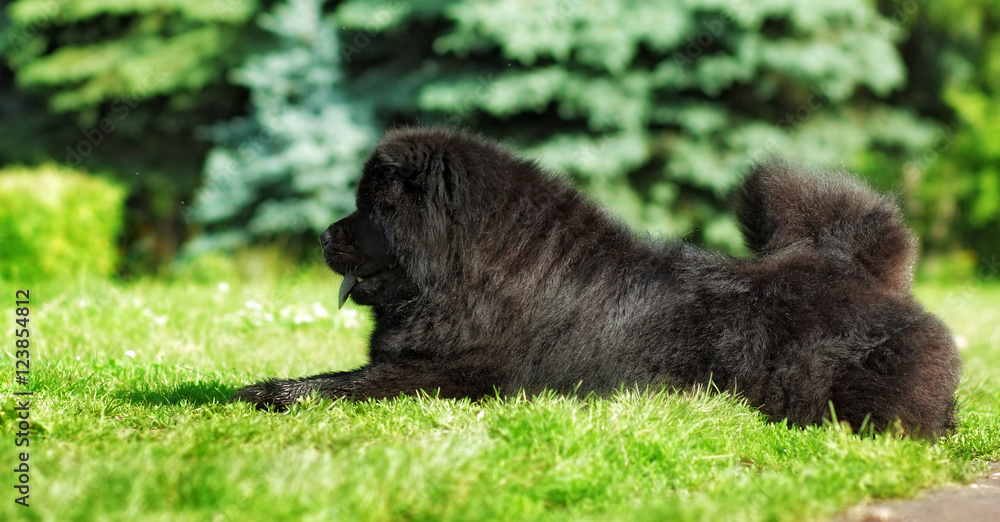 Beautiful fluffy black dog Chow lying in the summer on the natur Beautiful fluffy black dog Chow lying in the summer on the natur