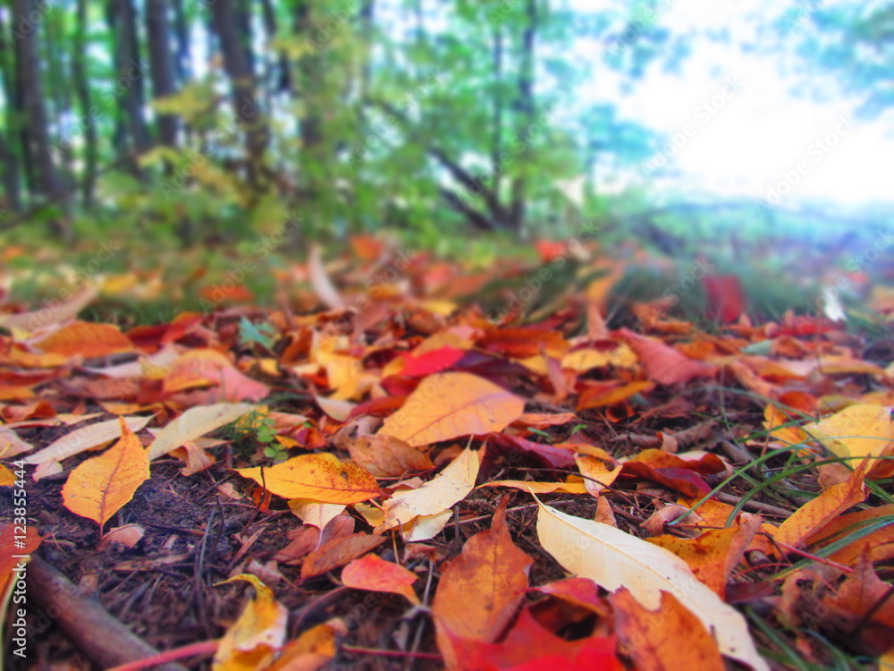 Fall leaves falling