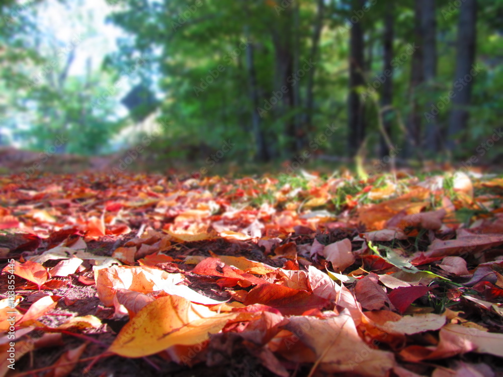 Obraz premium Fall leaves
