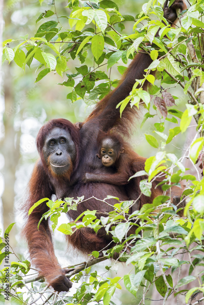 Fototapeta premium Samica orangutana z dzieckiem w ich rodzinnym środowisku. Las deszczowy Borneo.