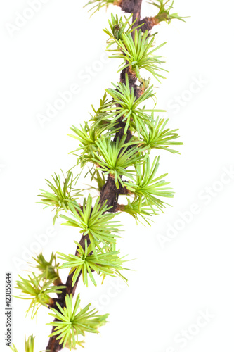 branch of a larch