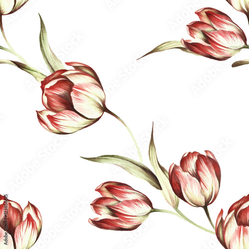 Seamless pattern with tulips. Hand draw watercolor illustration