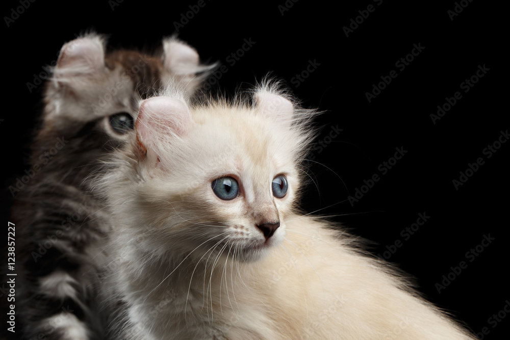 Close-up Two Furry American Curl Kittens with Twisted Ears Isolated Black Background, Profile view