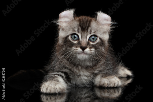 Obraz na plátně Cute American Curl Kitten with Twisted Ears Lying on Isolated Black Background w