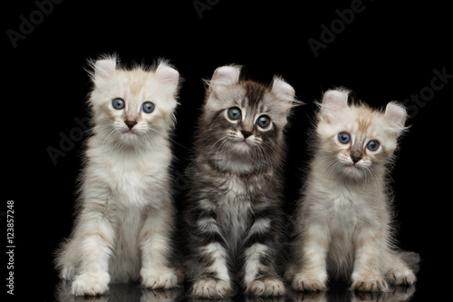 Fotografie Three Fluffy American Curl Kittens with Twisted Ears Sitting on Isolated Black B
