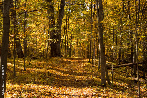 autumn trail.