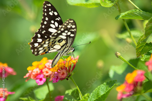 Lime butterfly, Papilio demoleus on Lantana flower. © nemorest