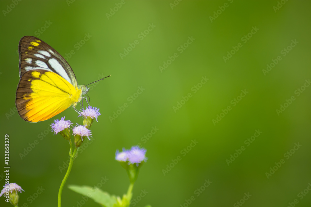 Obraz premium Orange Gull butterfly, Cepora iudith against green background.