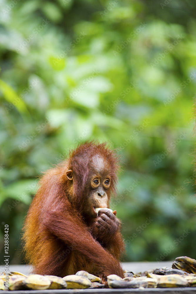 Obraz premium A baby orang-utan eating a banana in its native habitat. Rainforest of Borneo.