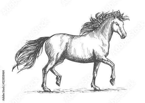 Horse sketch with galloping arabian racehorse