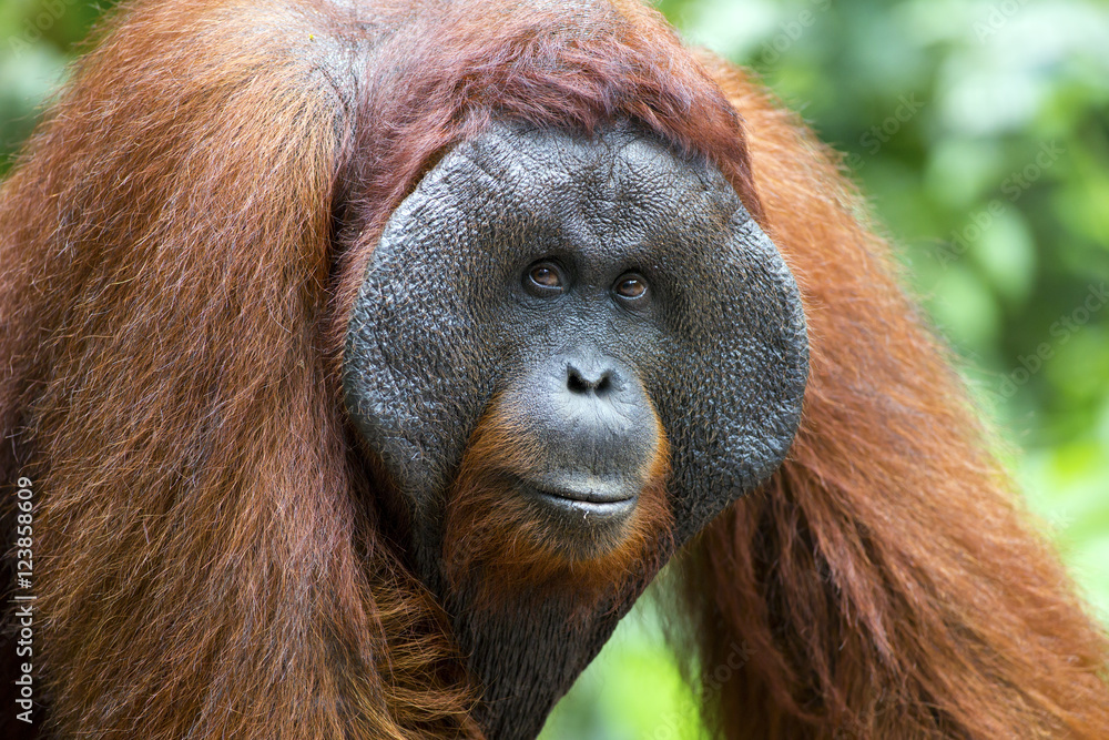Obraz premium A dominant male orang-utan in his native habitat. Rainforest of Borneo.