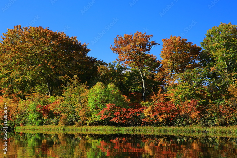 秋田県　紅葉の善神沼