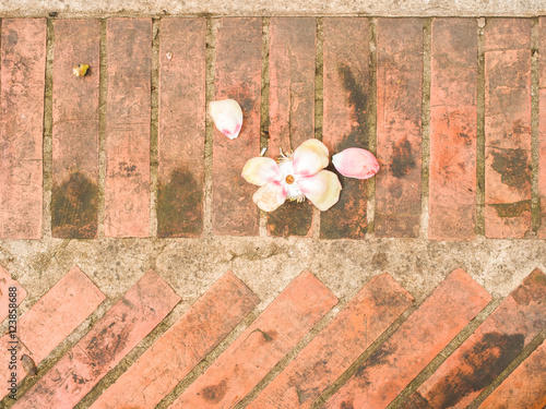Shorea robusta flower on red bricks floor

