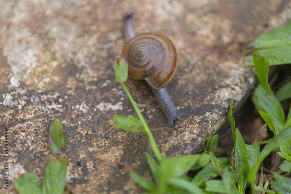 Snail walking on the green grass in nature. Snail walking on the green grass in nature.