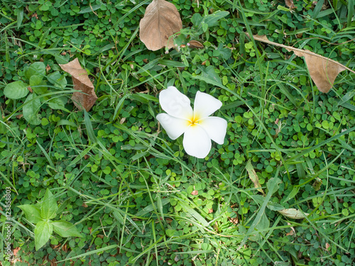Plumeria on red bricks floor background, photo low key
