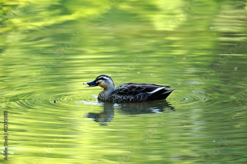 カモ./緑が湖面に写る池を泳ぐ鴨です.