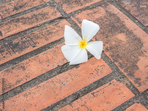Shorea robusta flower on red bricks floor
