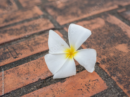 Plumeria on red bricks floor background, photo low key

