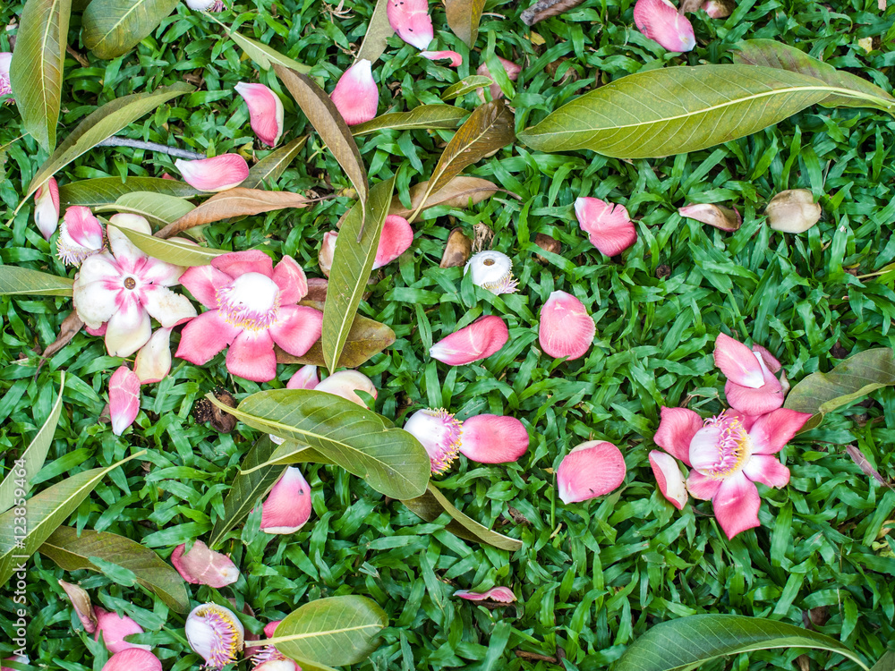 Shorea robusta flower and leaves on garden
