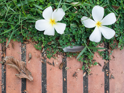 Shorea robusta flower on red bricks floor
