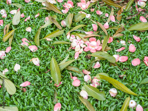 Shorea robusta flower and leaves on garden
