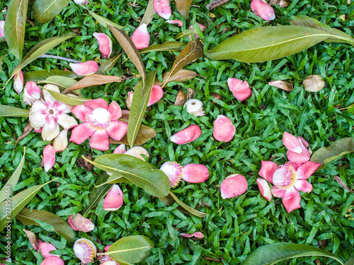 Shorea robusta flower and leaves on garden
