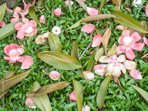 Shorea robusta flower and leaves on garden
