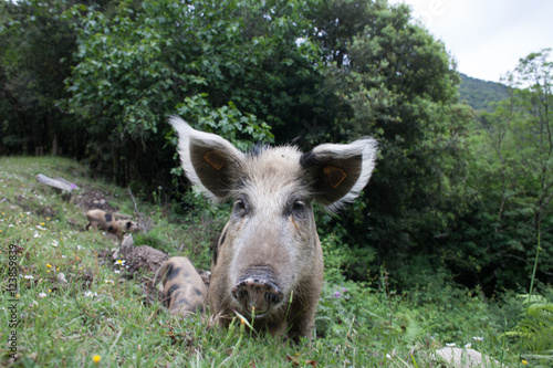 portait du cochon corse 