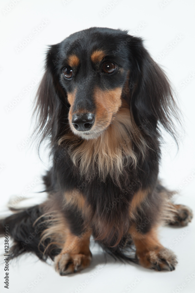 ミニチュアダックスフント