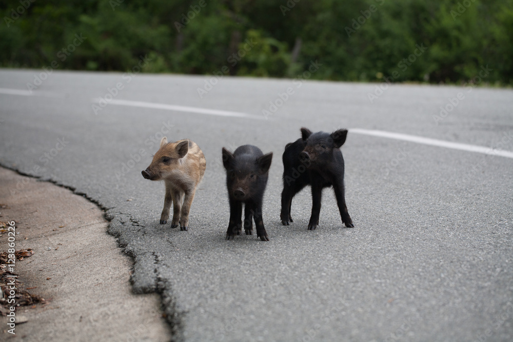 3 cochons corse sur la route