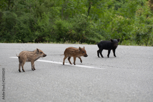 cochons corse sur la route