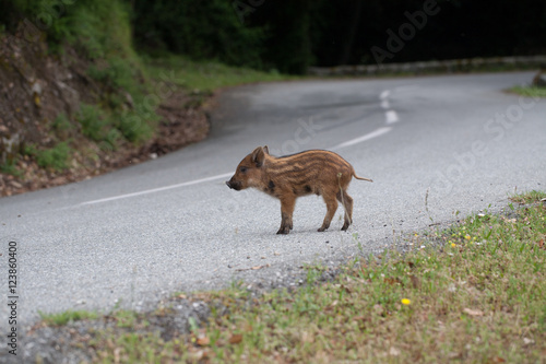 cochon corse sur la route photo