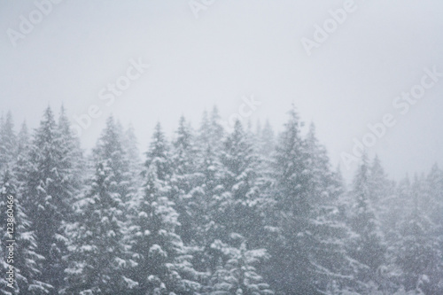 Snow falling heavily in an evergreen forest with focus on snowflakes creating a winter wonderland © PNPImages