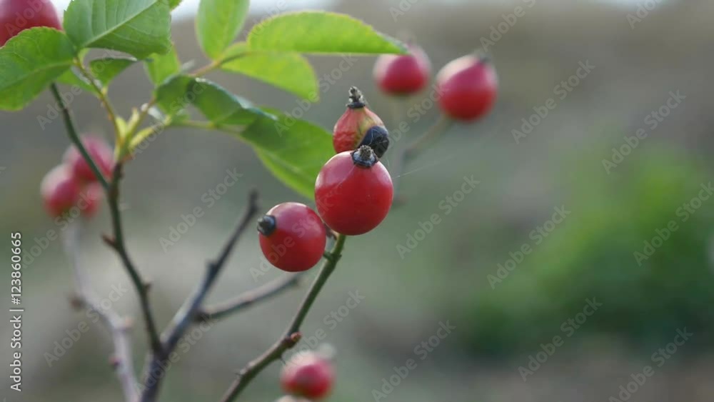 red rosehip berries on a bush branch nature tree red rosehip berries on a bush branch nature tree