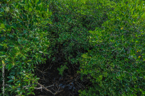 Canvas Print plentiful mangrove, Trat, Thailand.