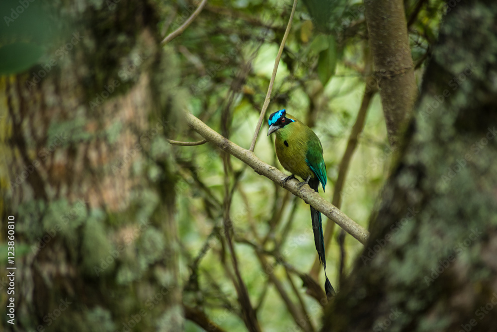 Obraz premium Barranquero Bird2