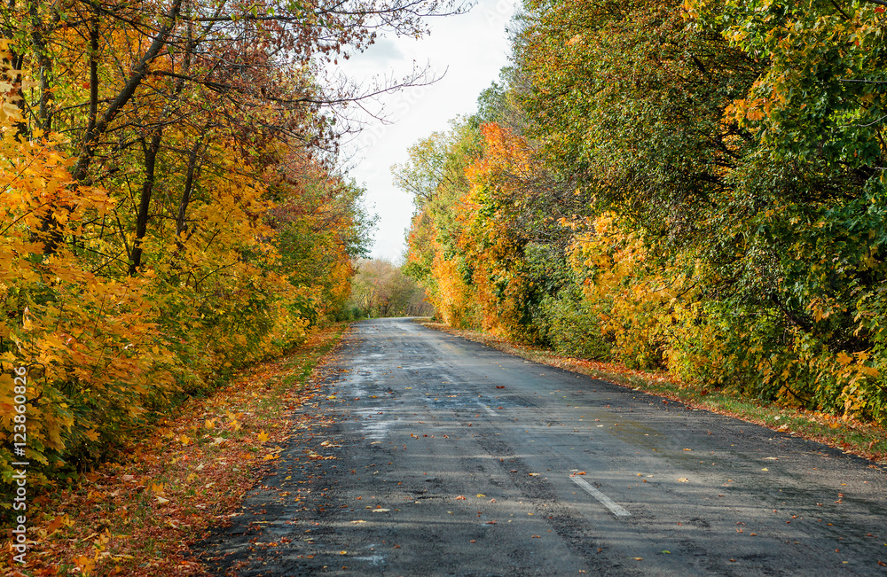 autumn road in the day