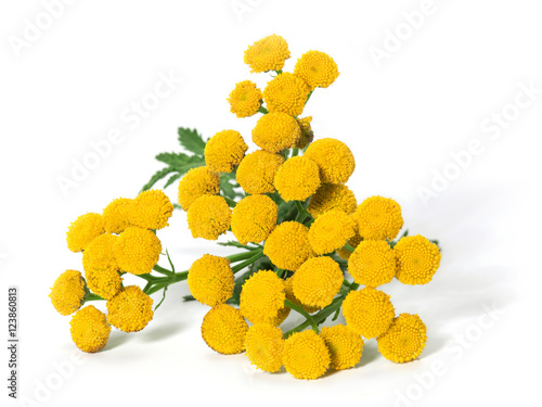 Medicinal plant tansy (Tanacetum vulgare) isolated on a white ba photo