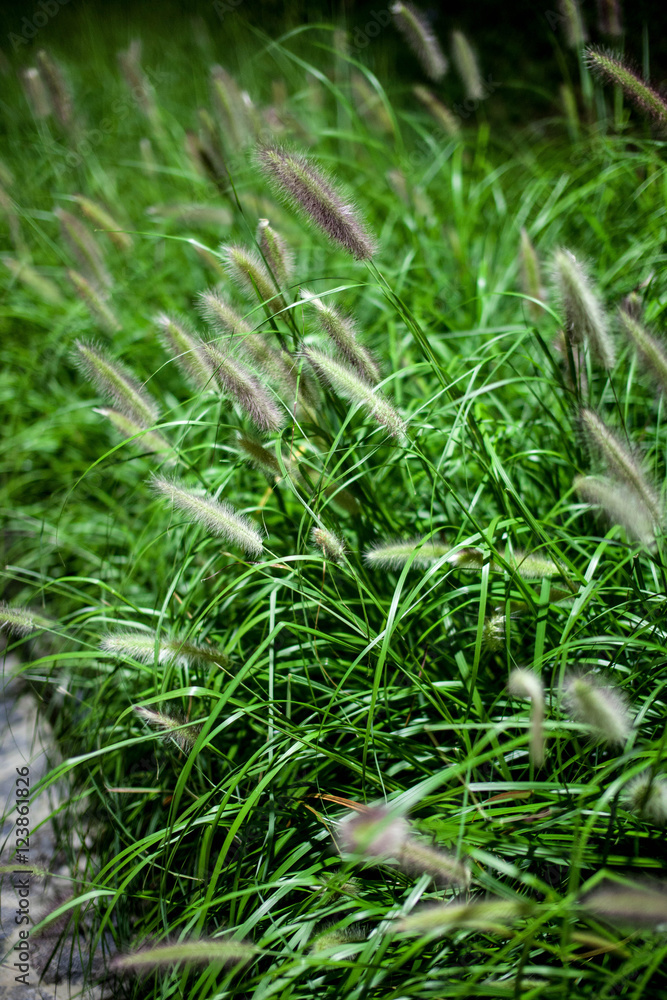 green bristlegrass green bristlegrass