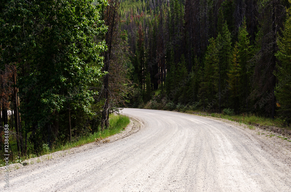 Road Through the Forest 