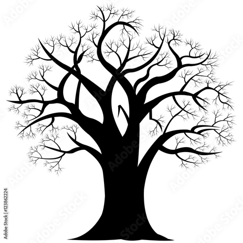 Black oak on white background