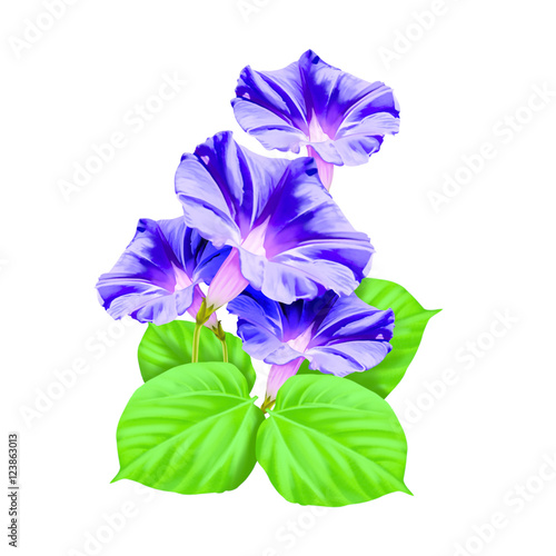 Morning glory flower