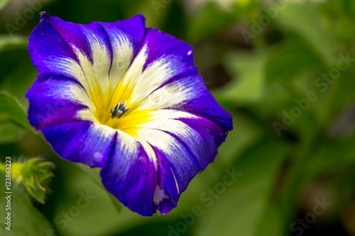 Photography Dreifarbige Prunkwinde - Gartenwinde - Convolvulus tricolor