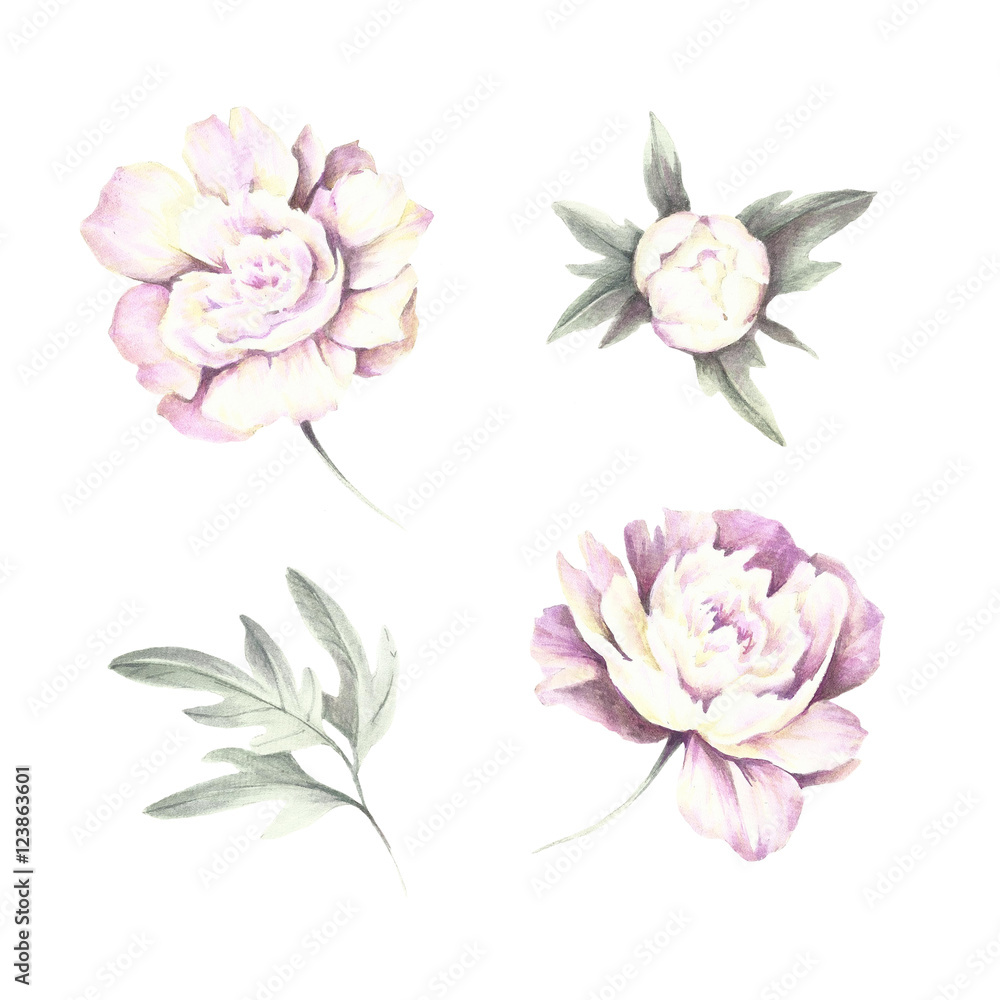 Flowers and buds peonies. Hand draw watercolor illustration