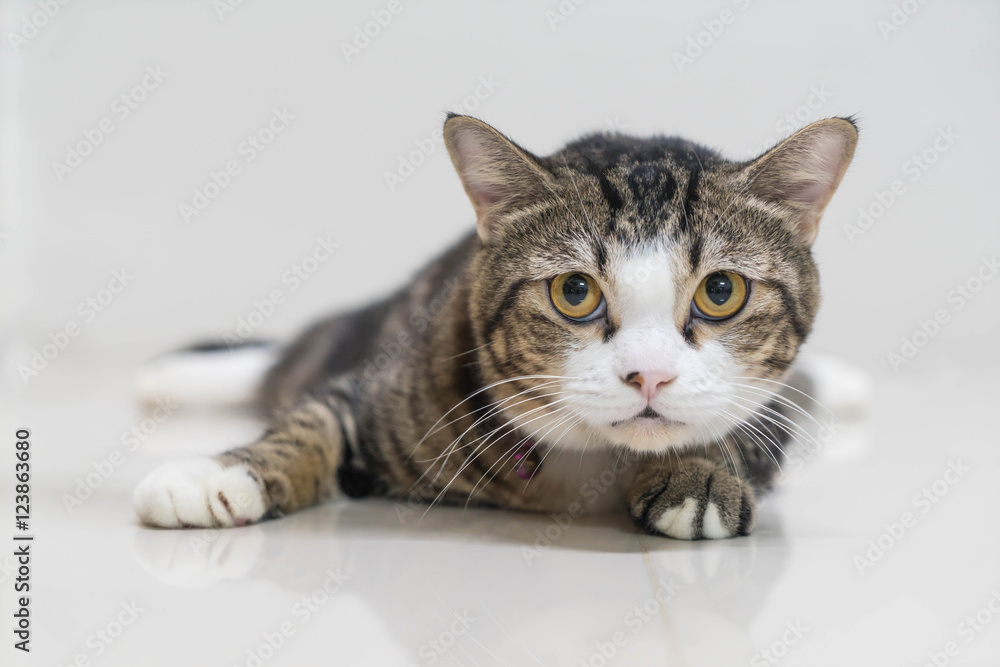 Obraz premium Cute grey cat