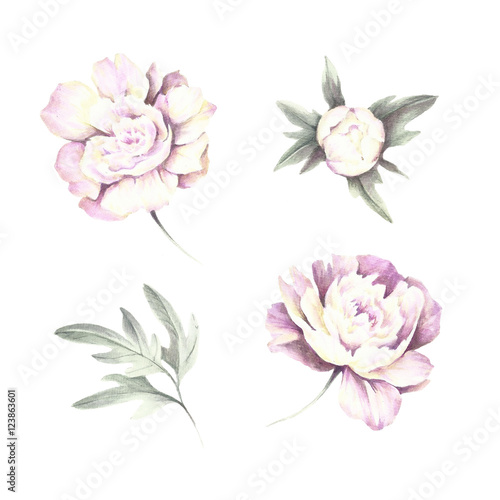 Flowers and buds peonies. Hand draw watercolor illustration