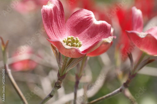 dogwood 2 gladstone 2016