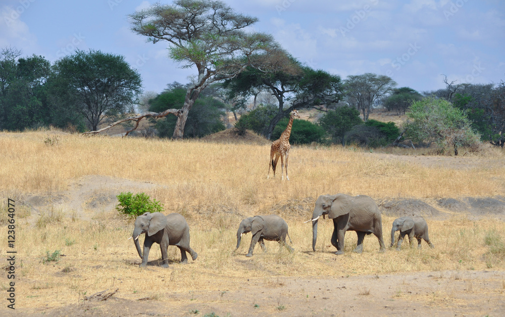 Fototapeta premium 4 elephants walking