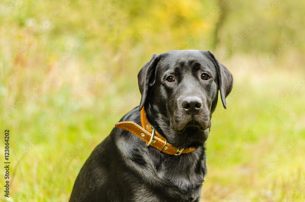 young purebred black labrador golden autumn walks in the fresh air in the park